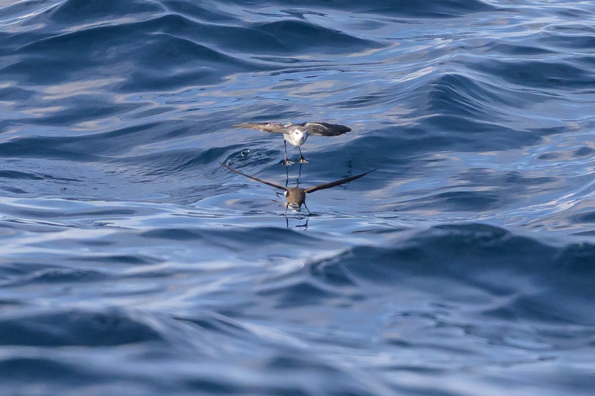 White-faced Storm-Petrel - ML641888150