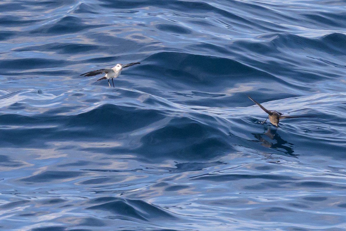 White-faced Storm-Petrel - ML641888151