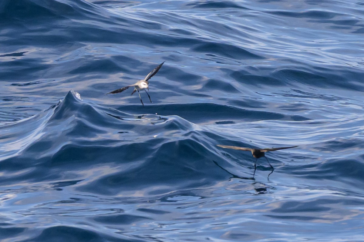 White-faced Storm-Petrel - ML641888153