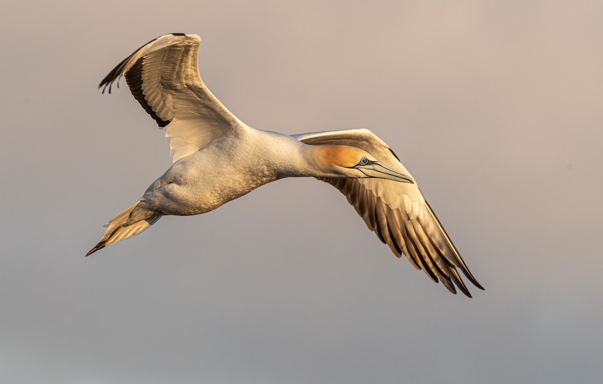 Australasian Gannet - ML641888154
