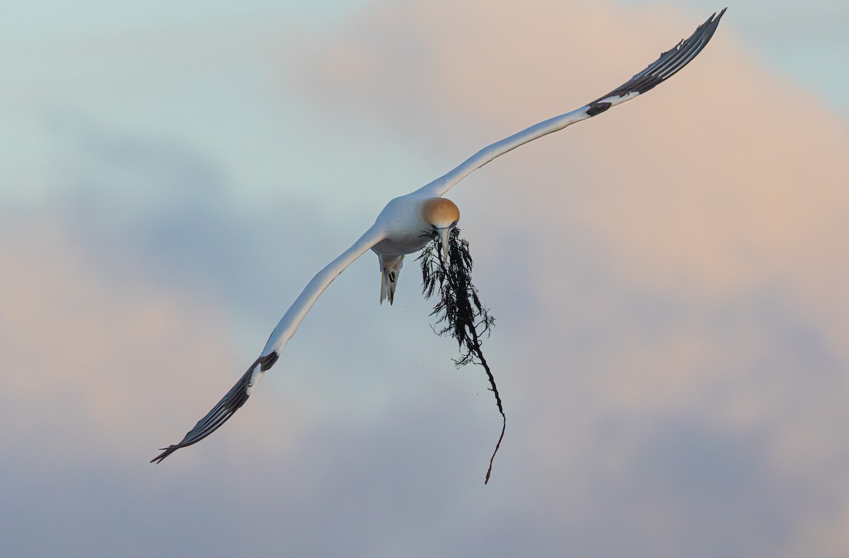 Australasian Gannet - ML641888155