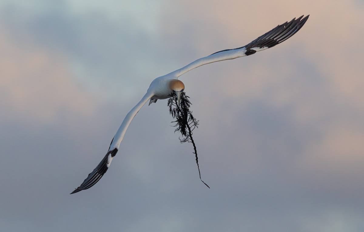 Australasian Gannet - ML641888156