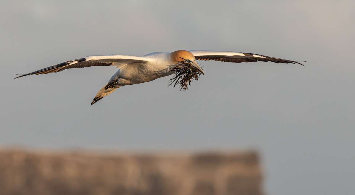 Australasian Gannet - ML641888157
