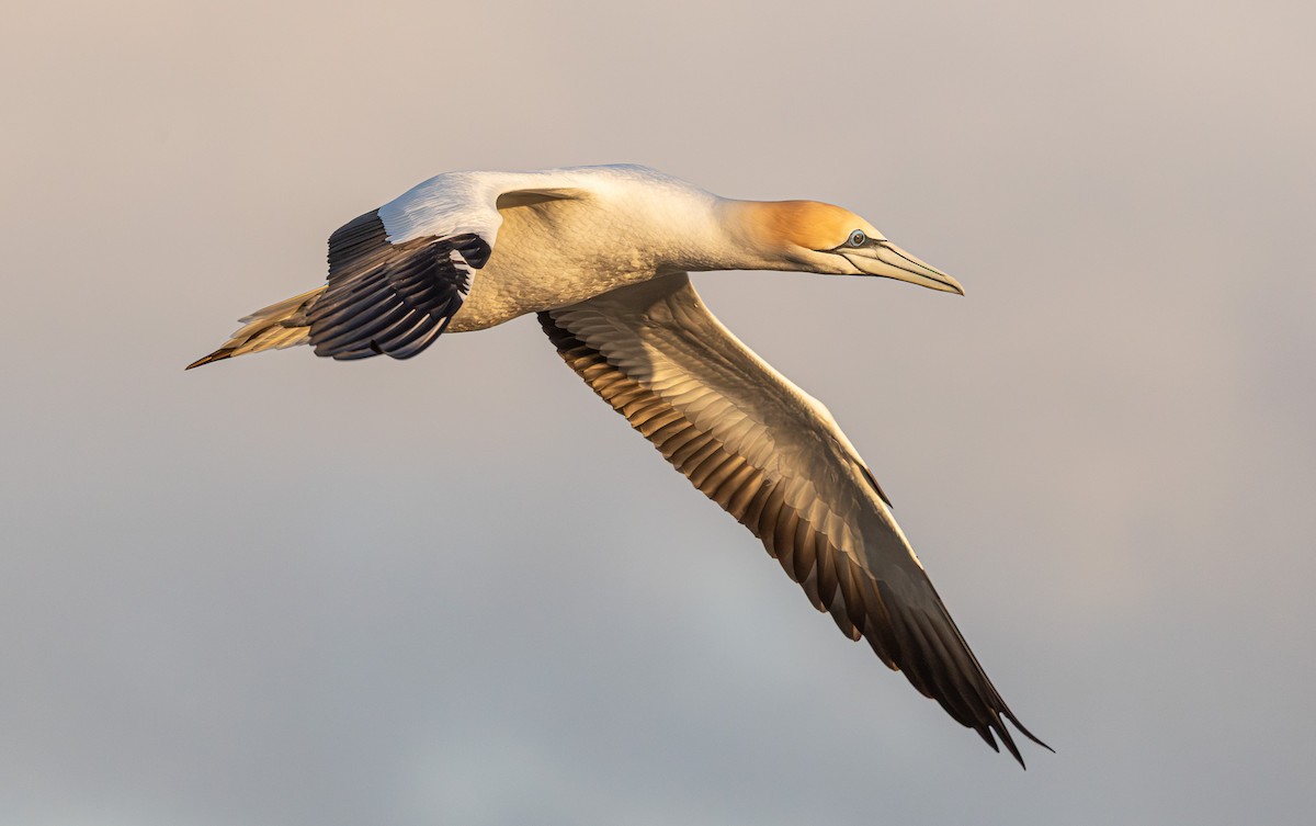 Australasian Gannet - ML641888158