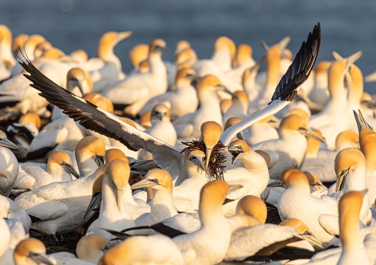 Australasian Gannet - ML641888159