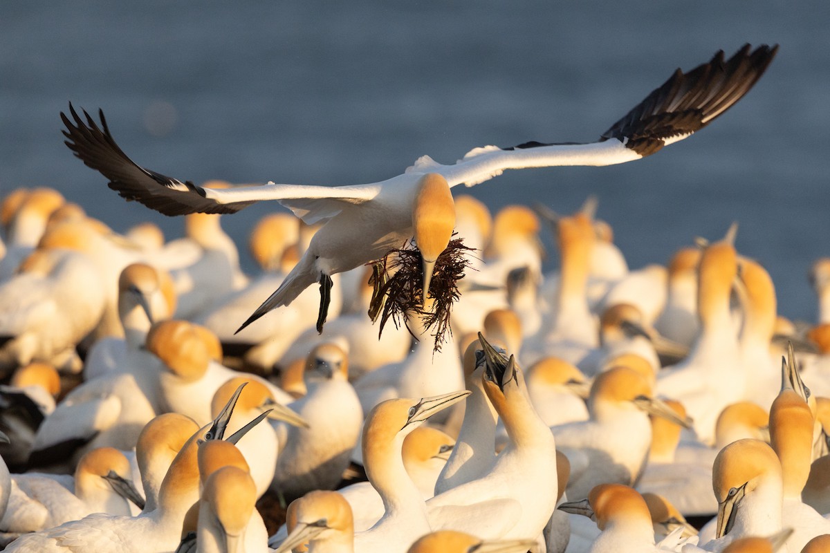 Australasian Gannet - ML641888160