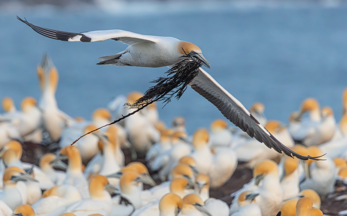 Australasian Gannet - ML641888161