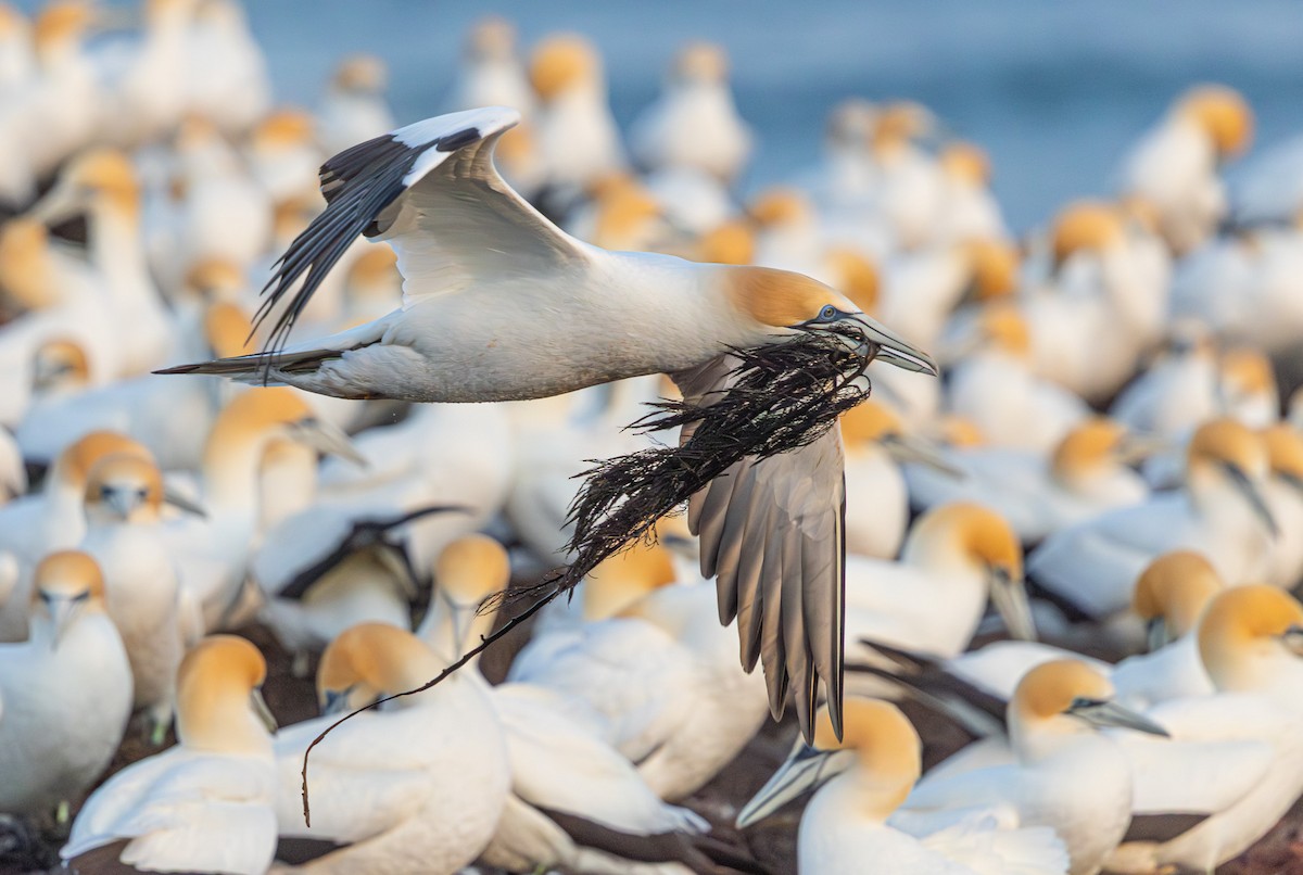 Australasian Gannet - ML641888162