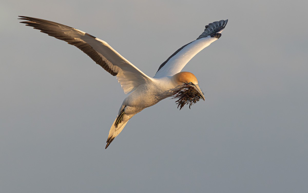 Australasian Gannet - ML641888163