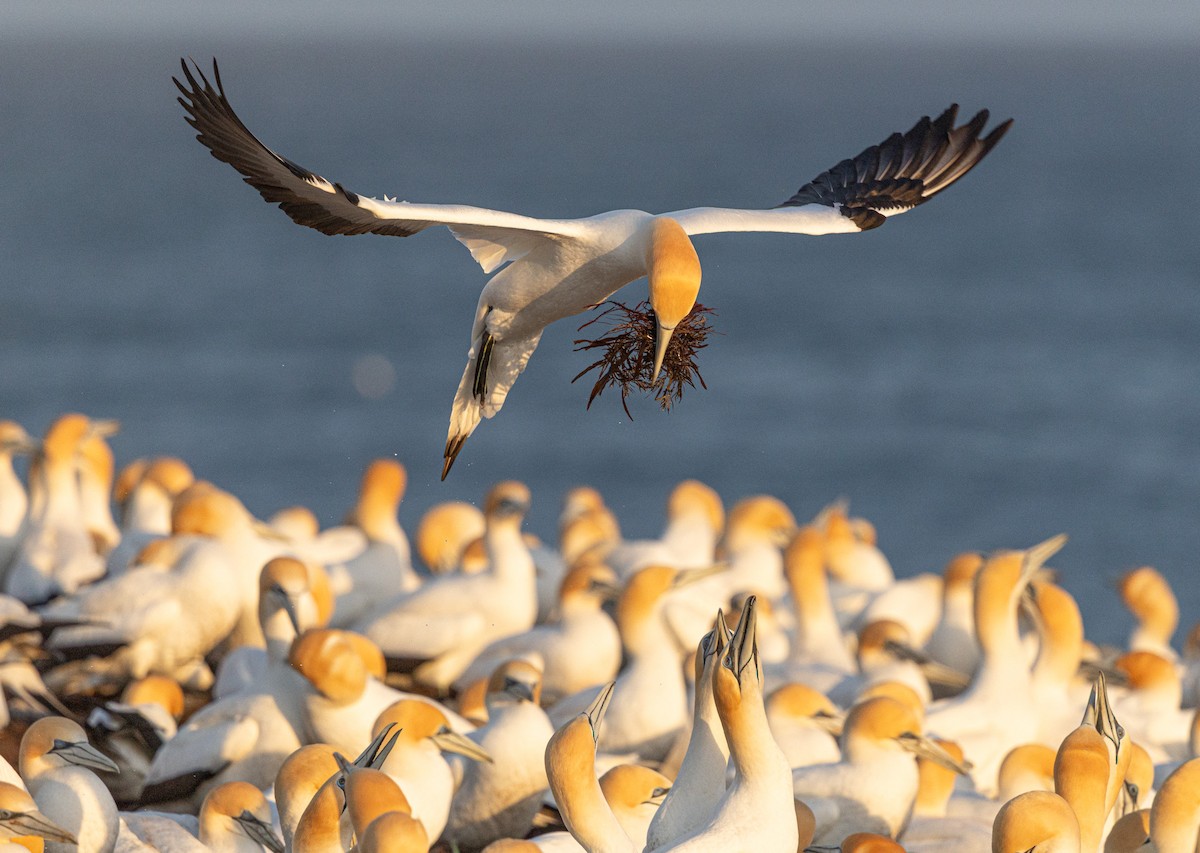 Australasian Gannet - ML641888164