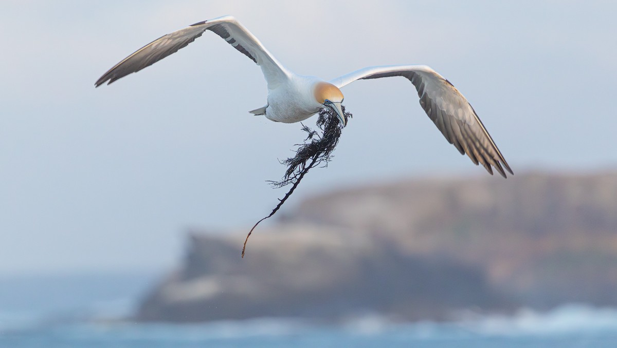 Australasian Gannet - ML641888165