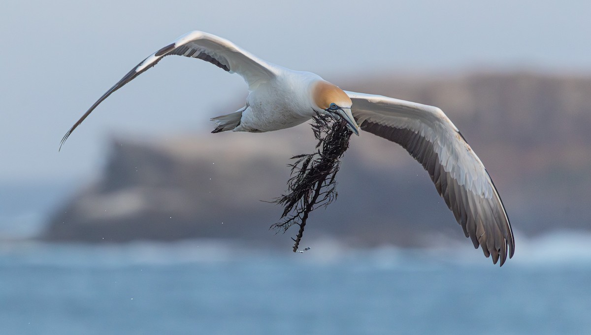 Australasian Gannet - ML641888166