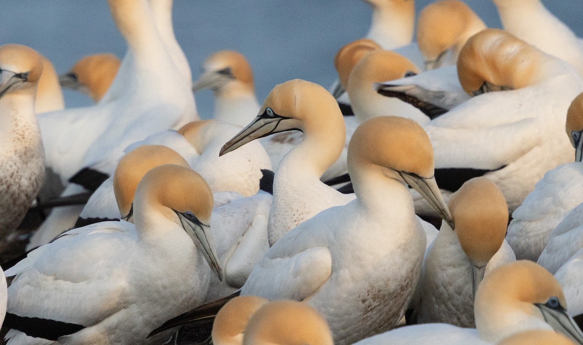 Australasian Gannet - ML641888167