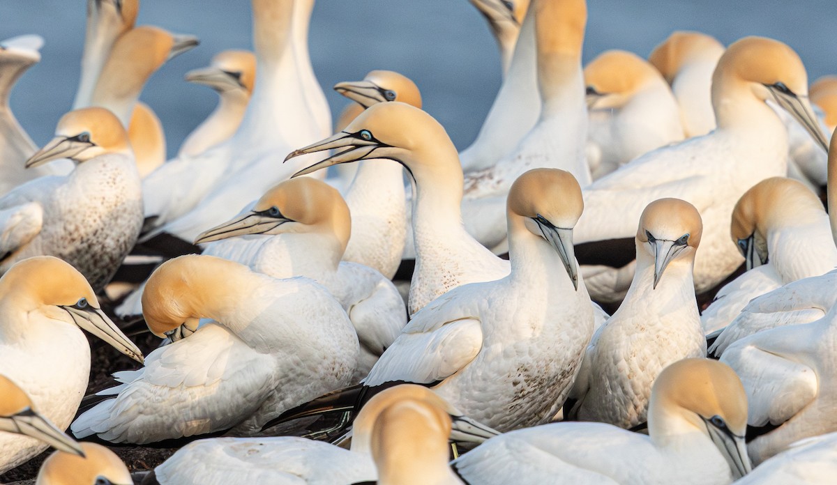 Australasian Gannet - ML641888168