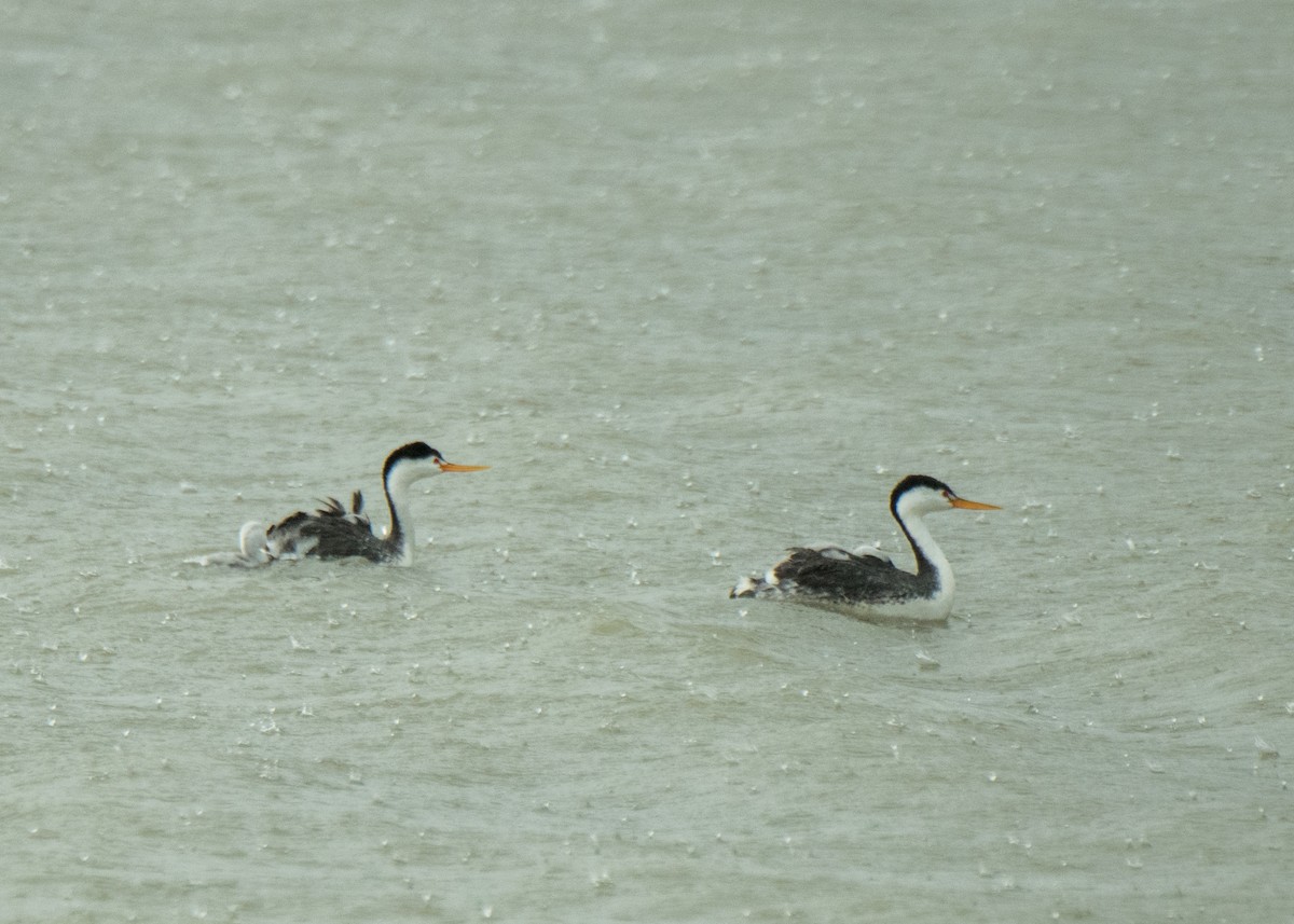 Clark's Grebe - ML641888171