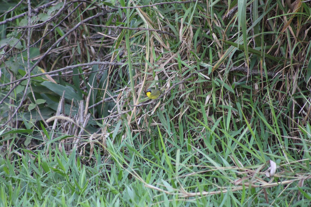 Paruline voilée - ML641888177