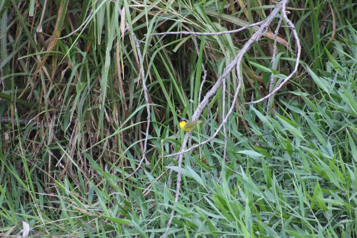 Paruline voilée - ML641888178