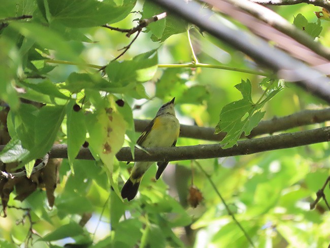 American Redstart - ML641888179