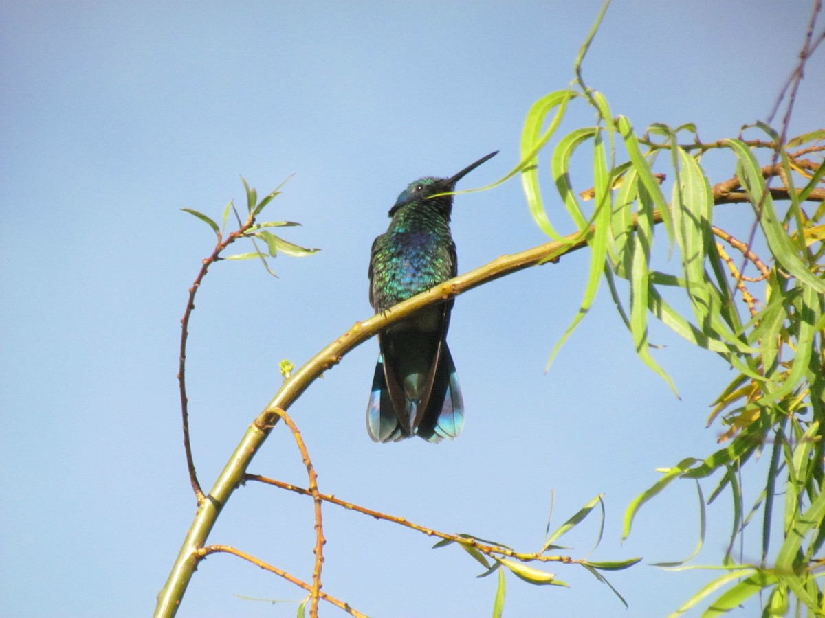 Glanz-Veilchenohrkolibri - ML641888209