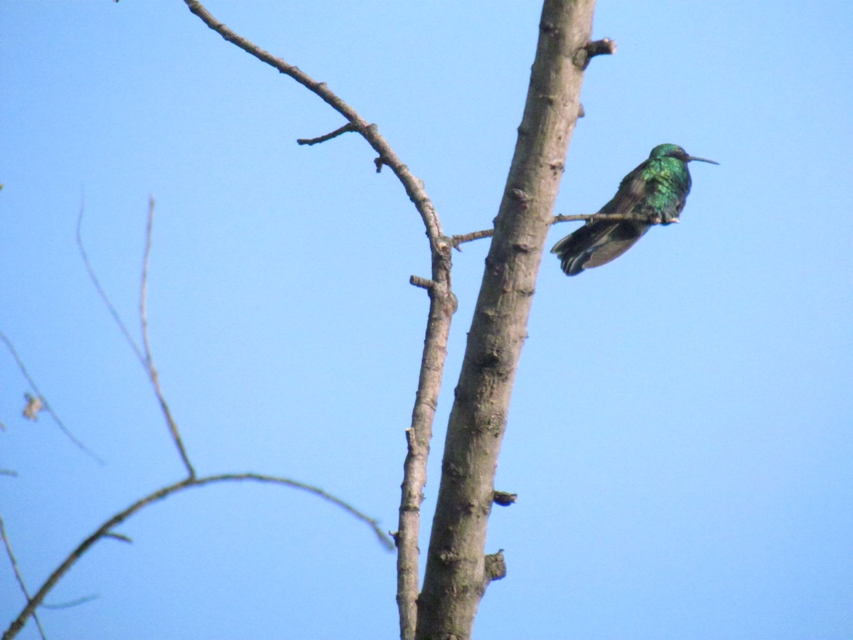 Glanz-Veilchenohrkolibri - ML641888233