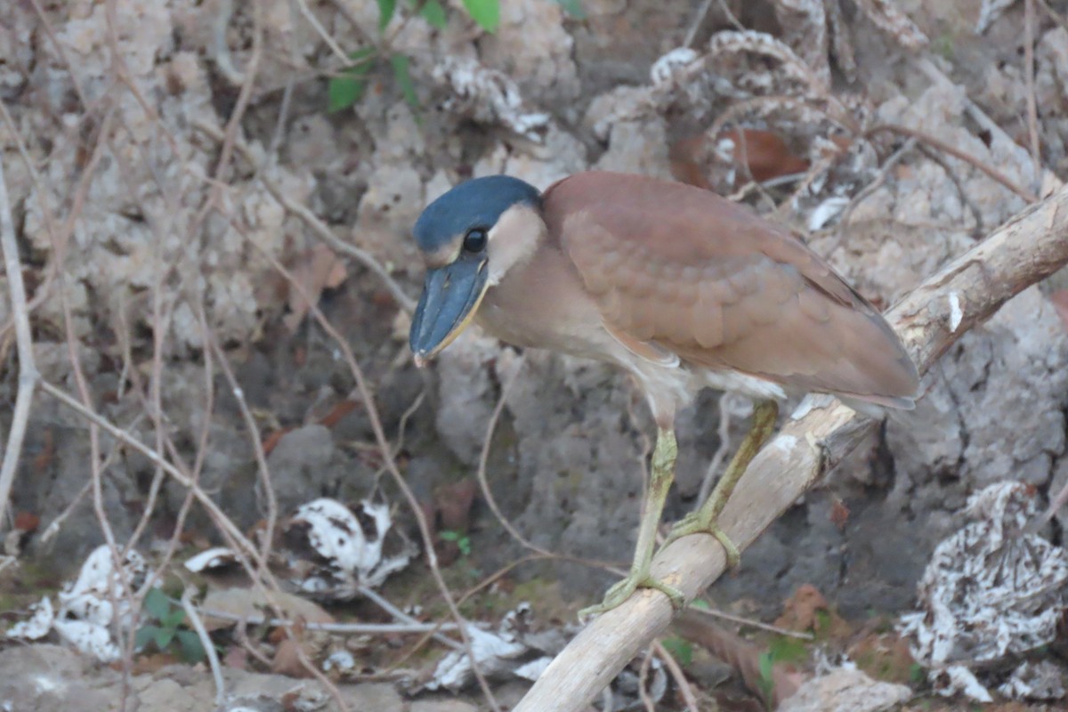 Boat-billed Heron - ML641888239