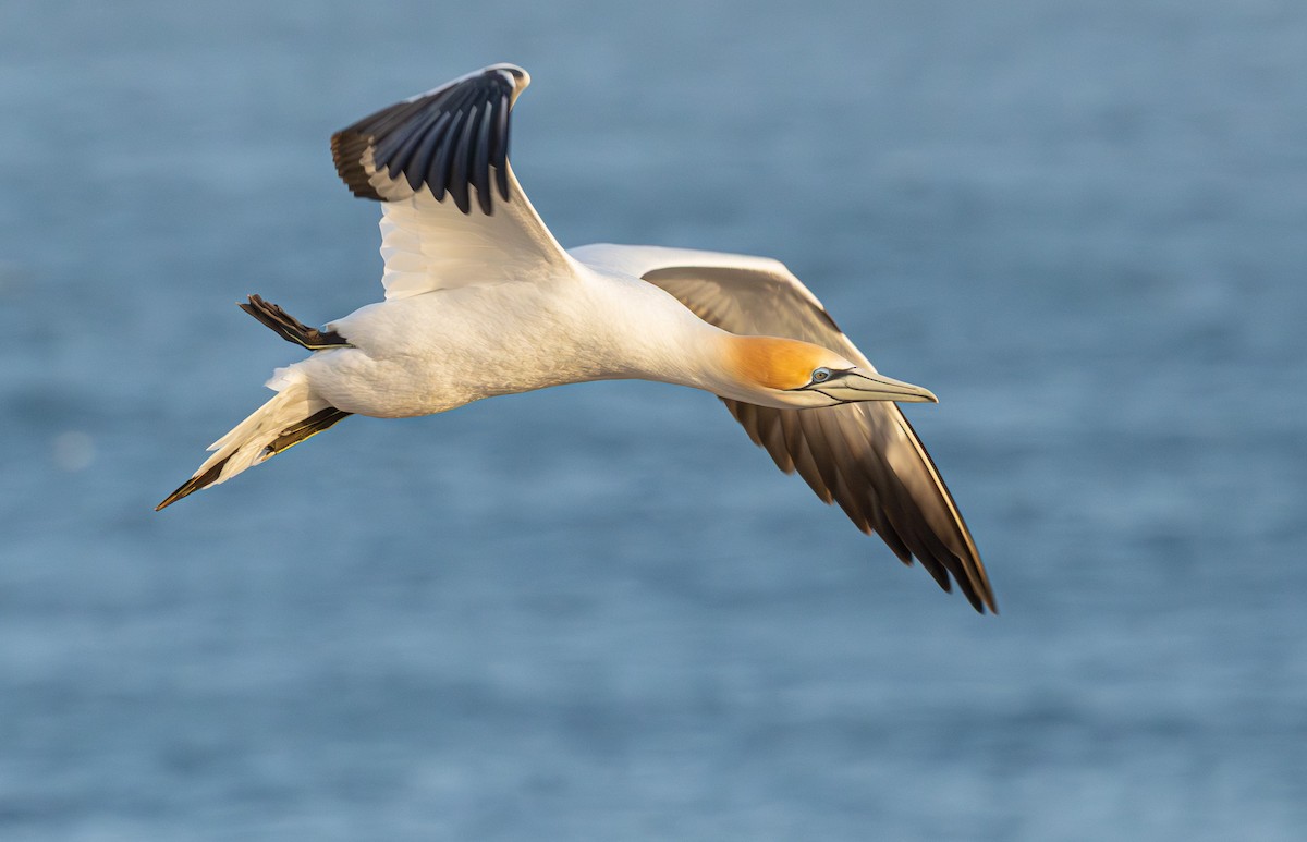 Australasian Gannet - ML641888241