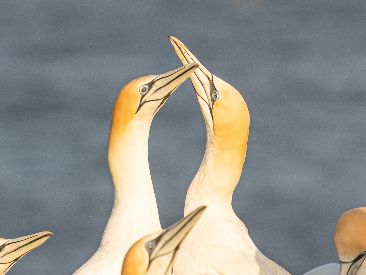 Australasian Gannet - ML641888242