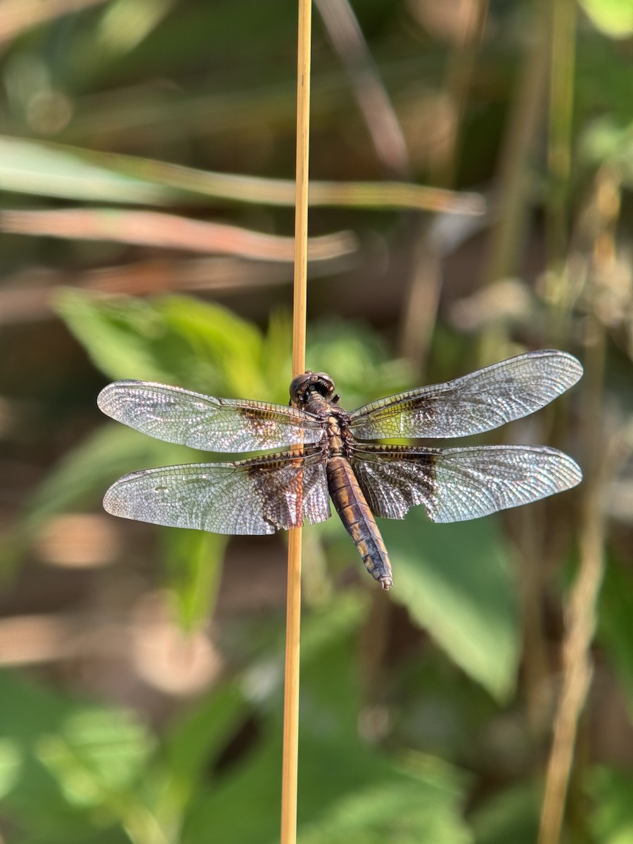 Widow Skimmer - ML641888249