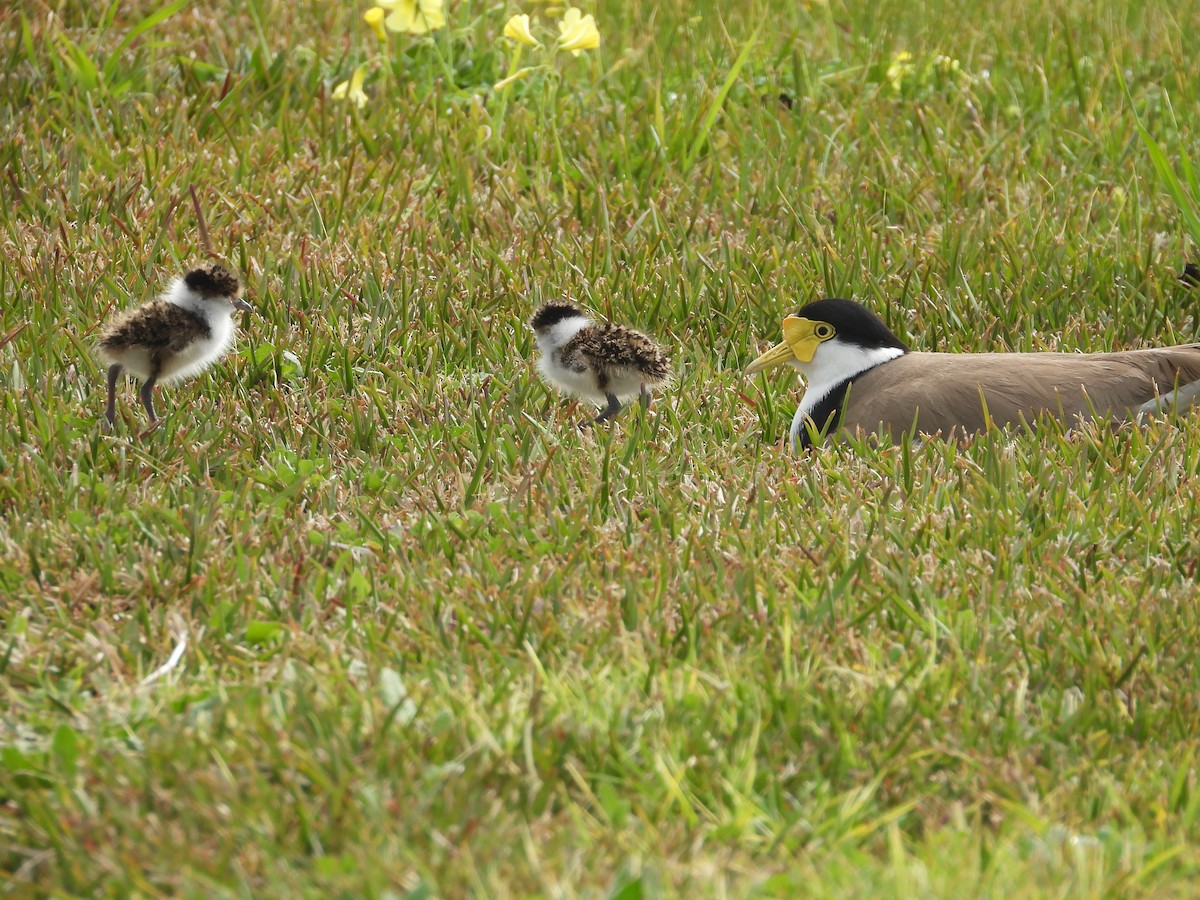 Masked Lapwing (Black-shouldered) - ML641888250