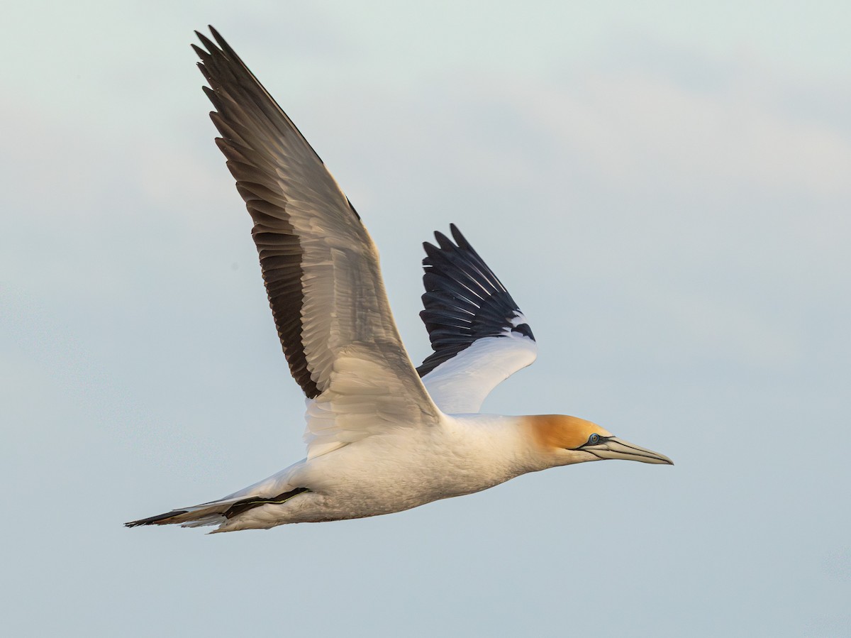 Australasian Gannet - ML641888262