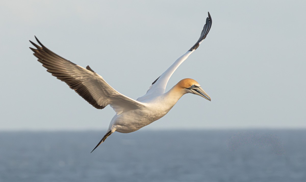 Australasian Gannet - ML641888263