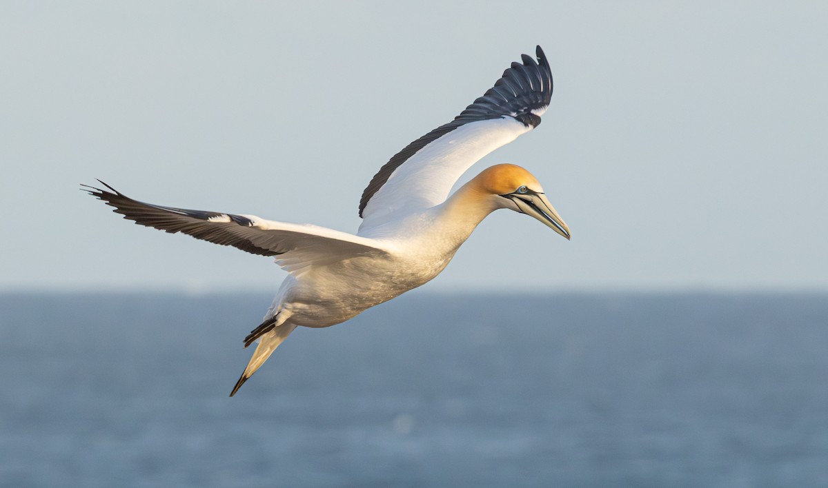 Australasian Gannet - ML641888264