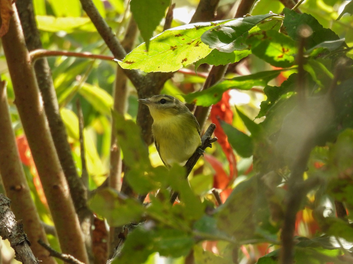 Vireo de Filadelfia - ML641888266