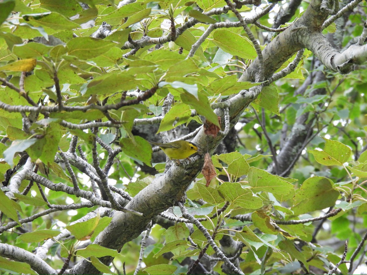 Wilson's Warbler - ML641888272