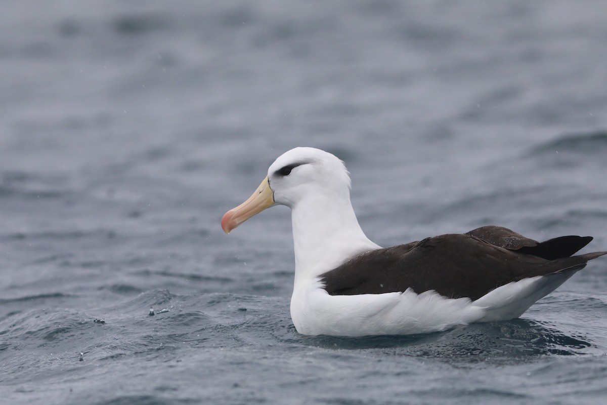 Black-browed Albatross - ML641888278