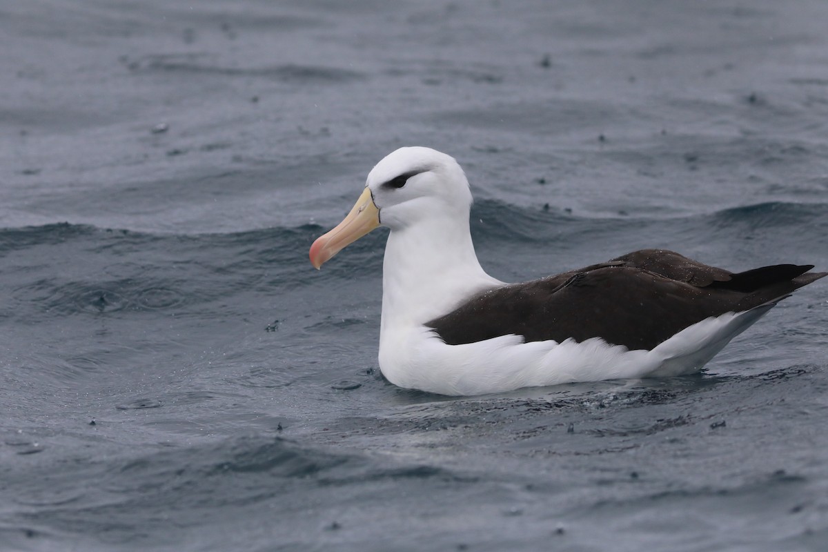 Black-browed Albatross - ML641888279