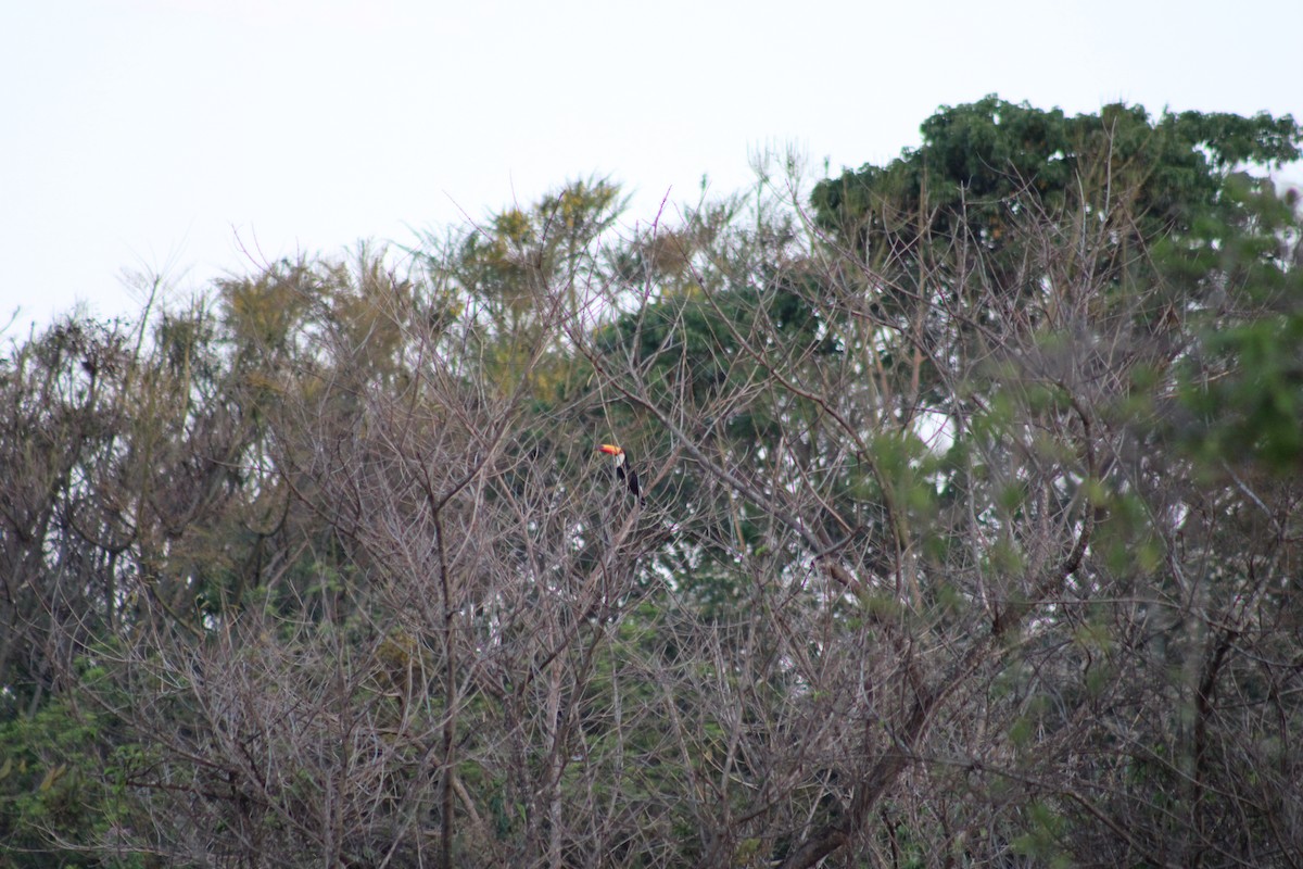 Toco Toucan - ML641888290