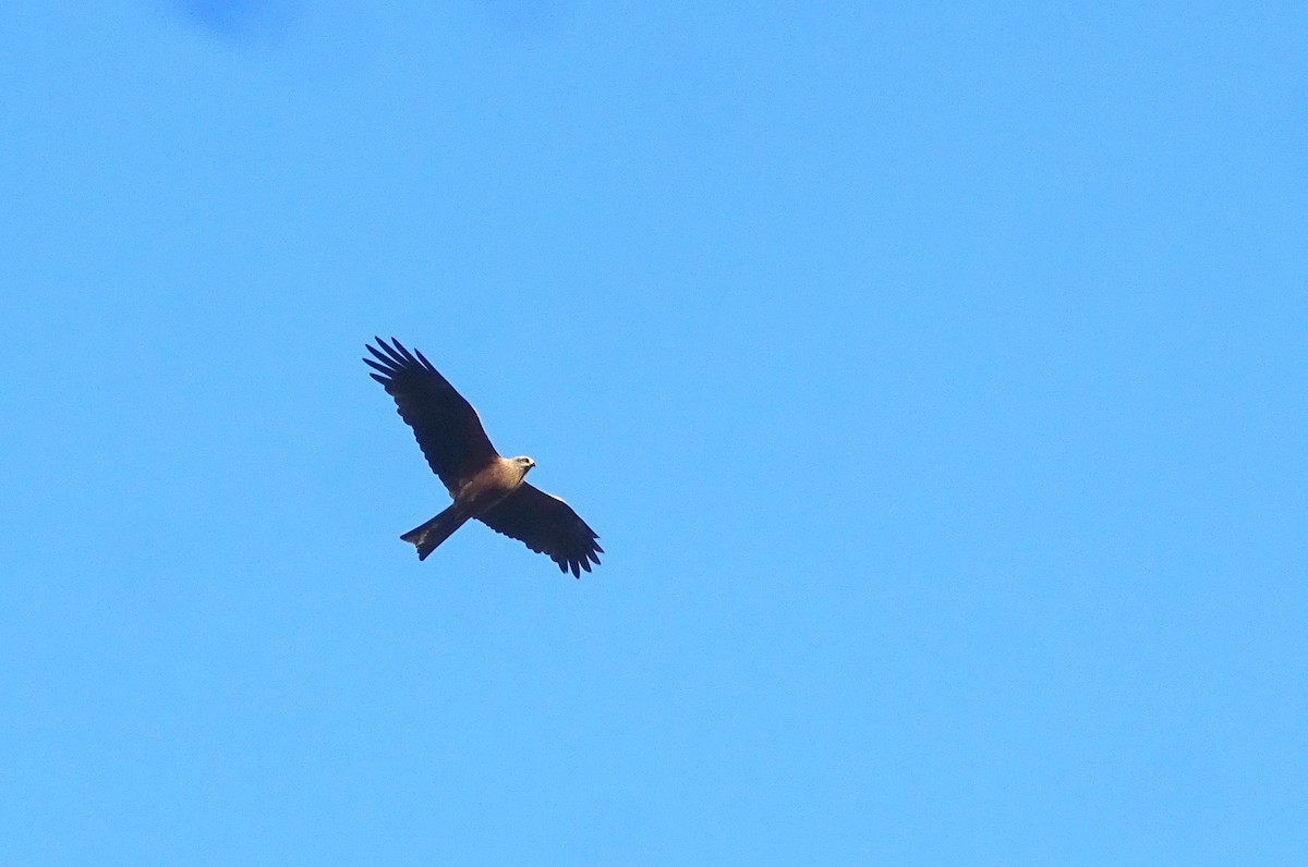 Black Kite - ML641888304