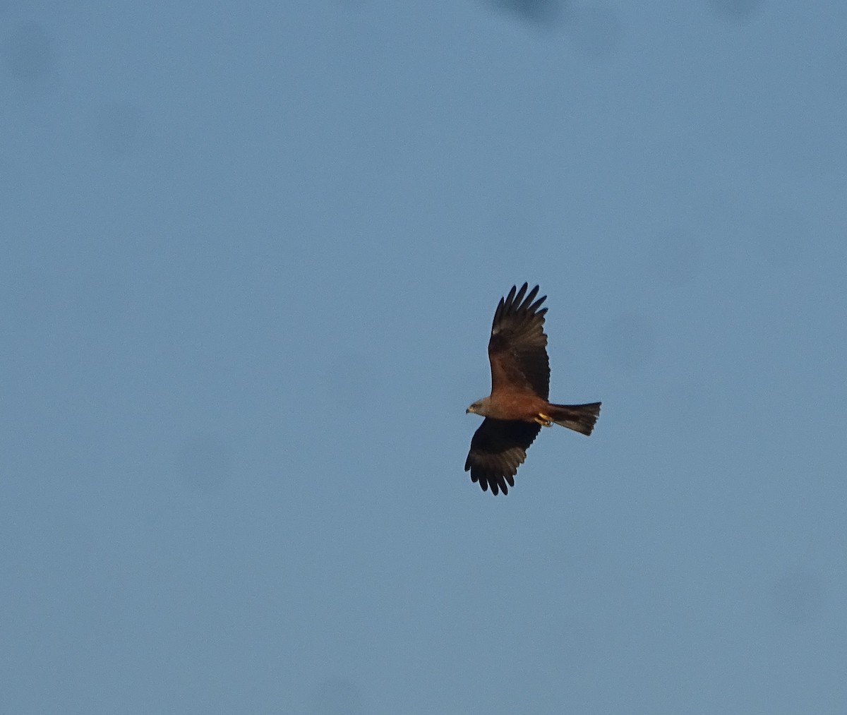 Black Kite - ML641888308