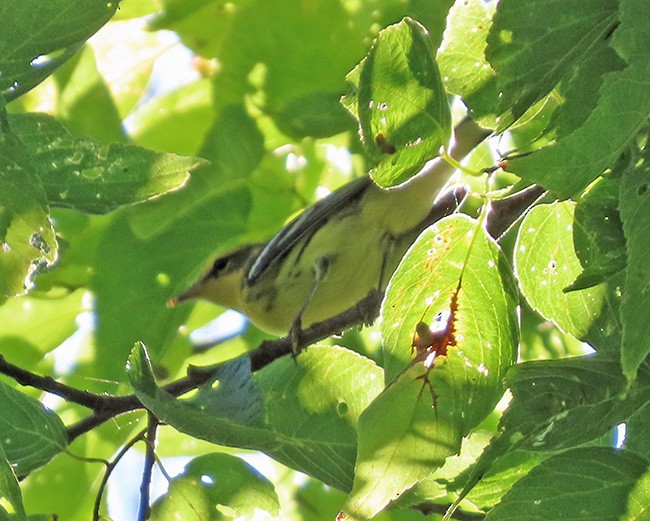 Blackburnian Warbler - ML641888311
