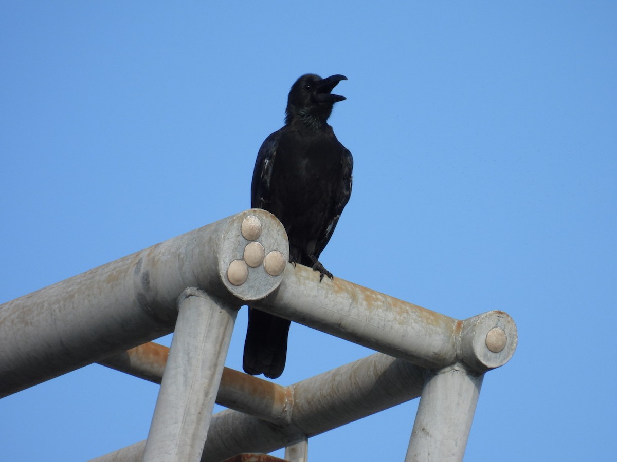 Large-billed Crow - ML641888349