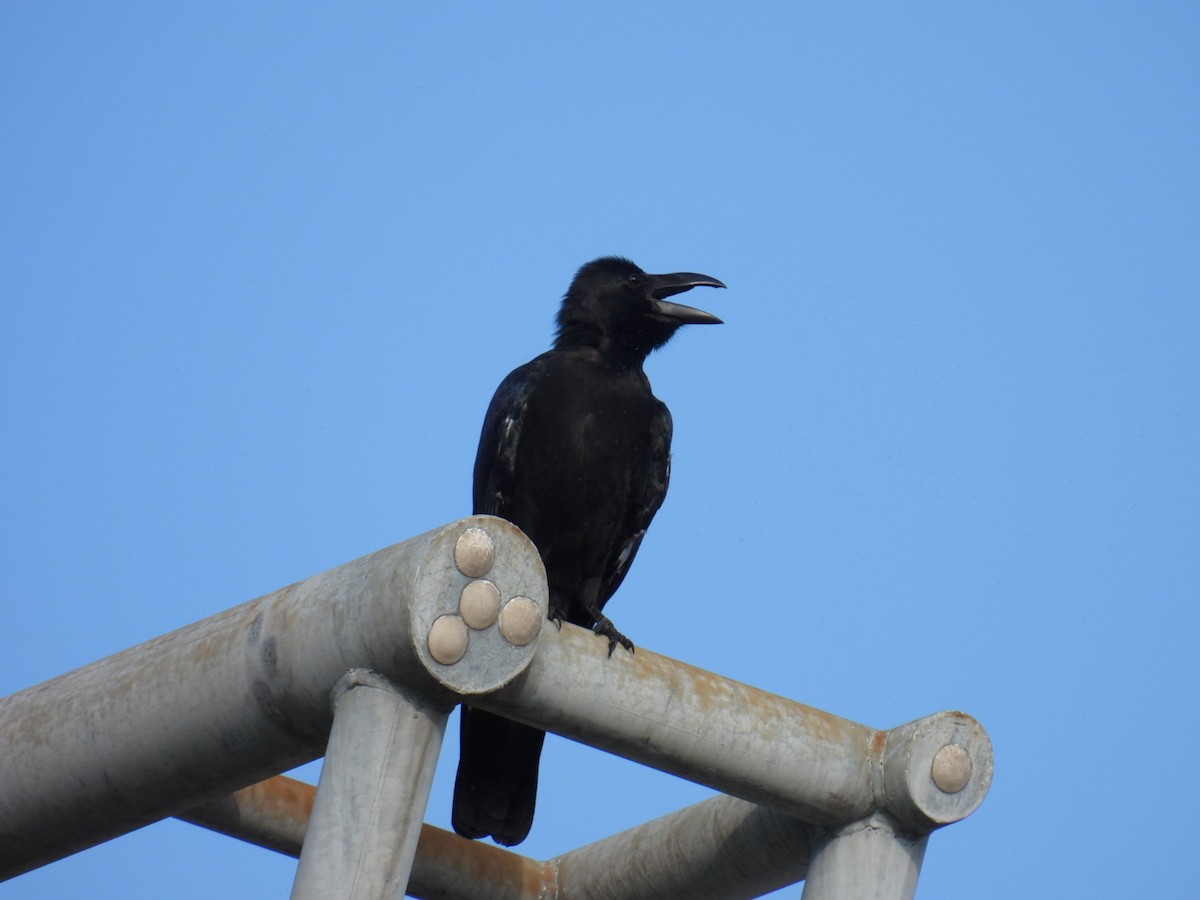 Large-billed Crow - ML641888350