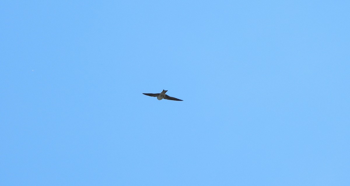 Asian House-Martin - ML641888362