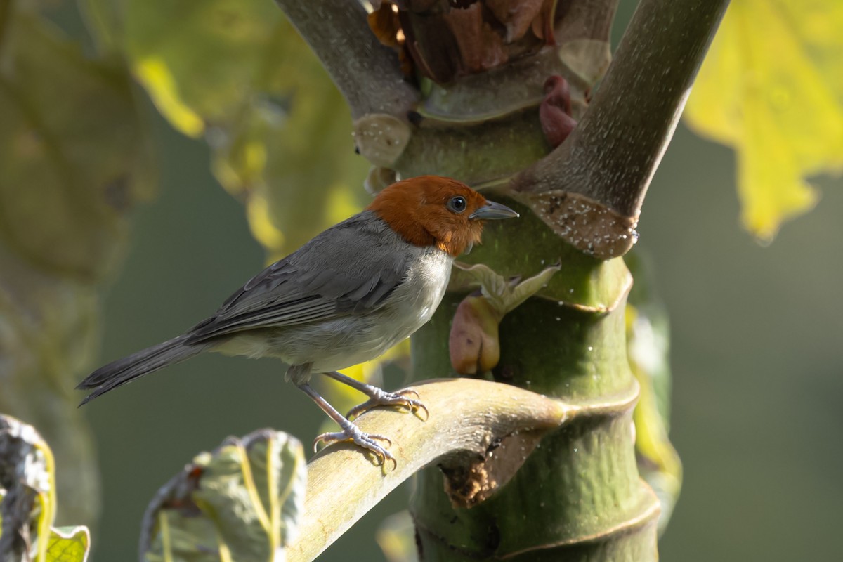 Fulvous-headed Tanager - ML641888363