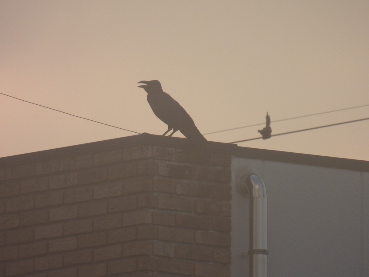 Large-billed Crow - ML641888364
