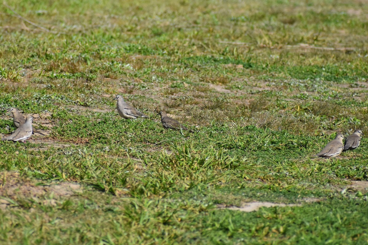 Picui Ground Dove - ML641888369