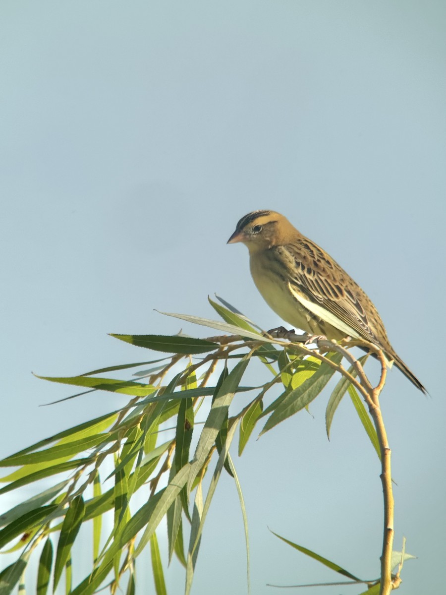Bobolink - ML641888394