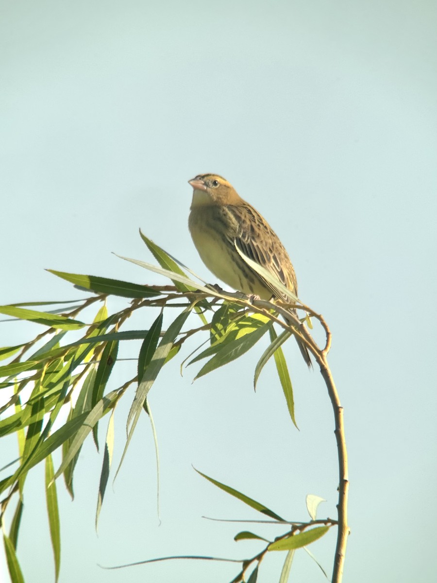 Bobolink - ML641888395
