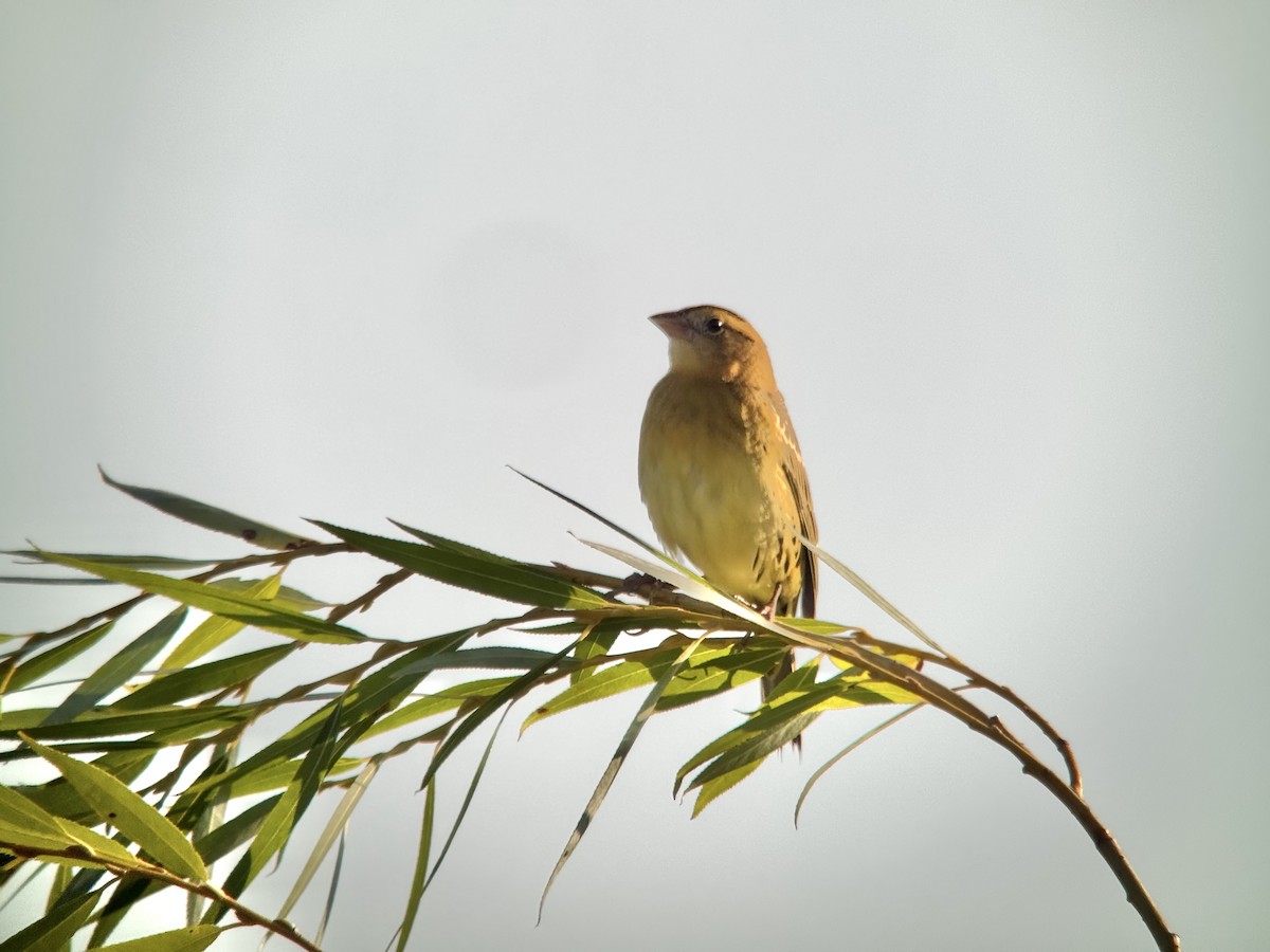 Bobolink - ML641888396