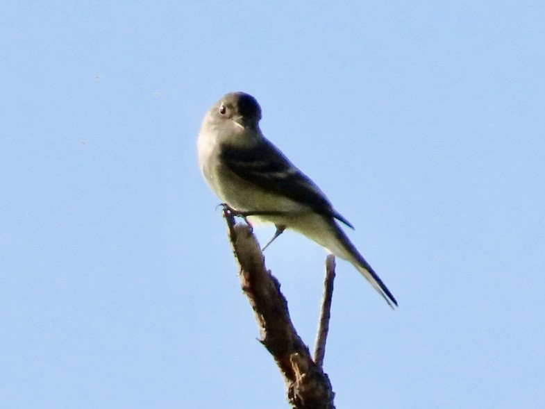 Dusky Flycatcher - ML641888397